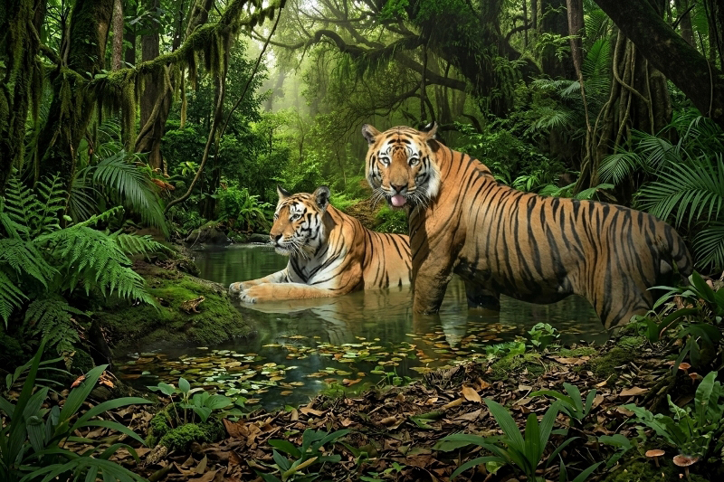 Best time to visit Bandhavgarh National Park winter and summer seasons
