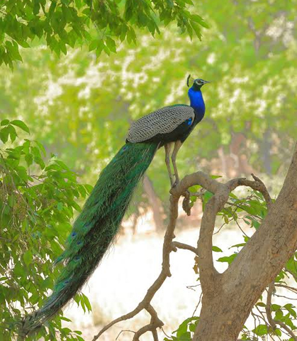 Bird watching in Bandhavgarh National Park Malabar Pied Hornbill spotting