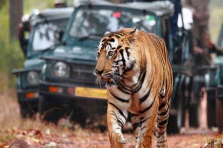 Jungle Safari Booking Bandhavgarh